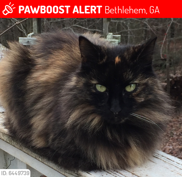 Lost Female Cat last seen Bethel-Bower & JB Owens, Bethlehem, GA 30620