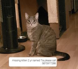 Reunited Female Cat last seen Whyte Oaks apartments , Edmonton, AB T6G 0R1