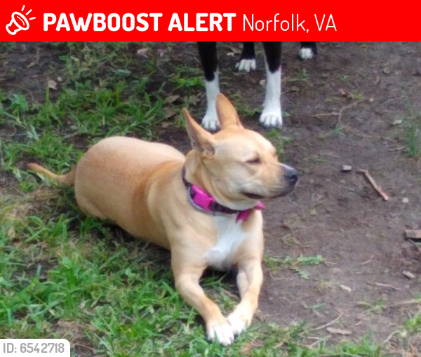 Lost Female Dog last seen Ludlow Street and Lindenwood avenue, Norfolk, VA 23504