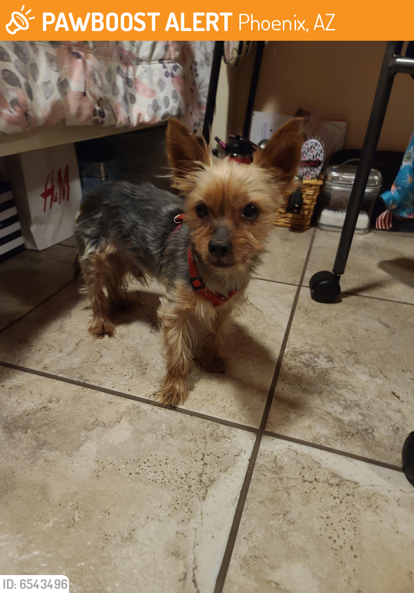 Found/Stray Male Dog last seen 32nd Roosevelt , Phoenix, AZ 85040