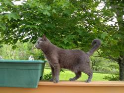 Lost Male Cat last seen Near Sutton Ave, Oxford, MA, Oxford, MA 01540