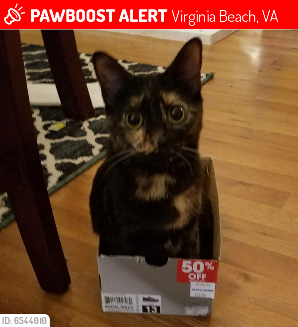 Lost Female Cat last seen Wesleyan University , Virginia Beach, VA 23462