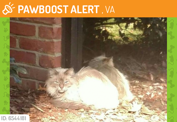 Found/Stray Male Cat last seen County grill, 2, VA 23693