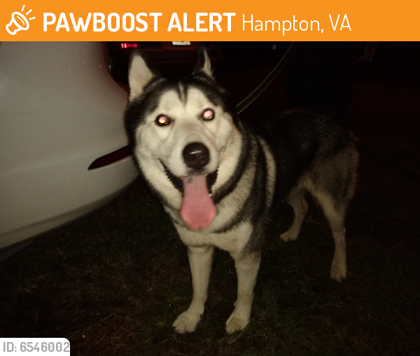 Surrendered Male Dog last seen Rip Rap Rd, Hampton, VA 23669