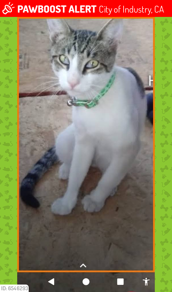 Lost Male Cat last seen Valley and Orange, City of Industry, CA 91744