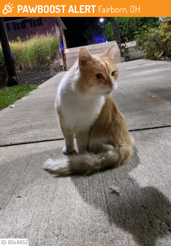Found/Stray Unknown Cat last seen Near the Wright State Woods dorms, Fairborn, OH 45324
