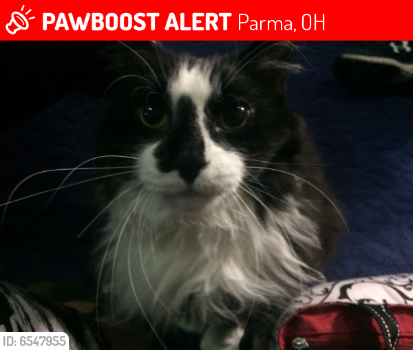 Lost Female Cat last seen York Rd and Pleasant Valley Road, Parma, OH 44130
