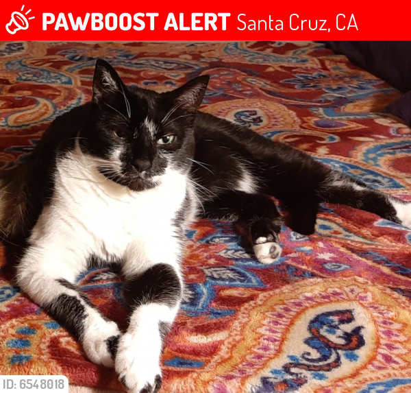 Lost Male Cat last seen Linden St, Santa Cruz, Santa Cruz, CA 95062