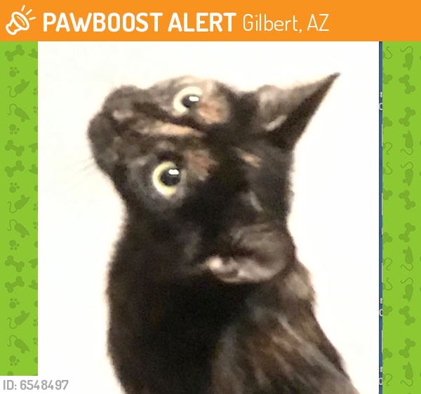 Rehomed Unknown Cat last seen Warner & Recker, Gilbert, AZ 85296