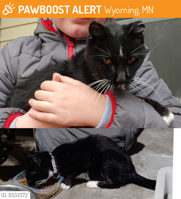Rehomed Unknown Cat last seen Kettle River Blvd , Wyoming, MN 55013