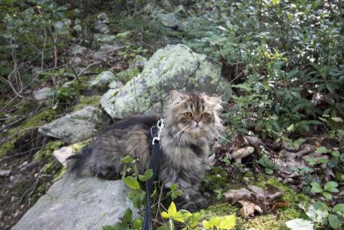 Lost Male Cat last seen Bigley, Westmoreland , Charleston, WV 25302