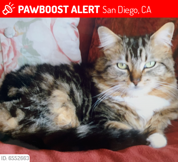 Deceased Female Cat last seen Linda Vista Rd & Glidden St. , San Diego, CA 92111