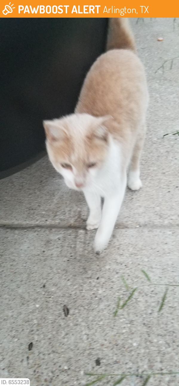 Found/Stray Female Cat last seen Matlock and Sublett, Arlington, TX 76018