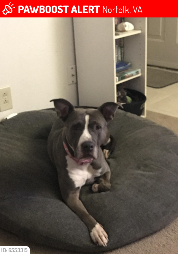 Lost Female Dog last seen Missing between 10pm and 11 pmGrey pibble with white chest, pink collar with white bones on it. Timid but very friendly. , Norfolk, VA 23518