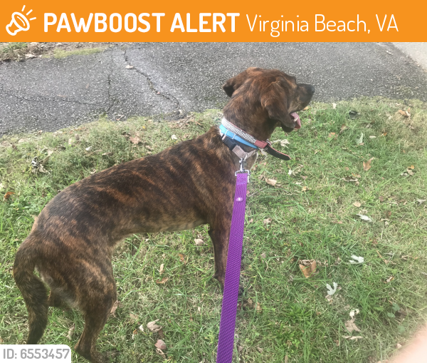 Found/Stray Female Dog last seen Abingdon Village (Auburn Drive), Virginia Beach, VA, Virginia Beach, VA 23464