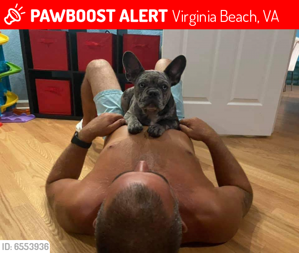 Lost Female Dog last seen Spindrift , Virginia Beach, VA 23451