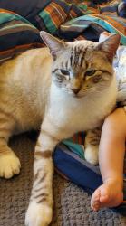 Reunited Male Cat last seen Hickorywood trail and hwy NN, Waukesha County, WI 53149