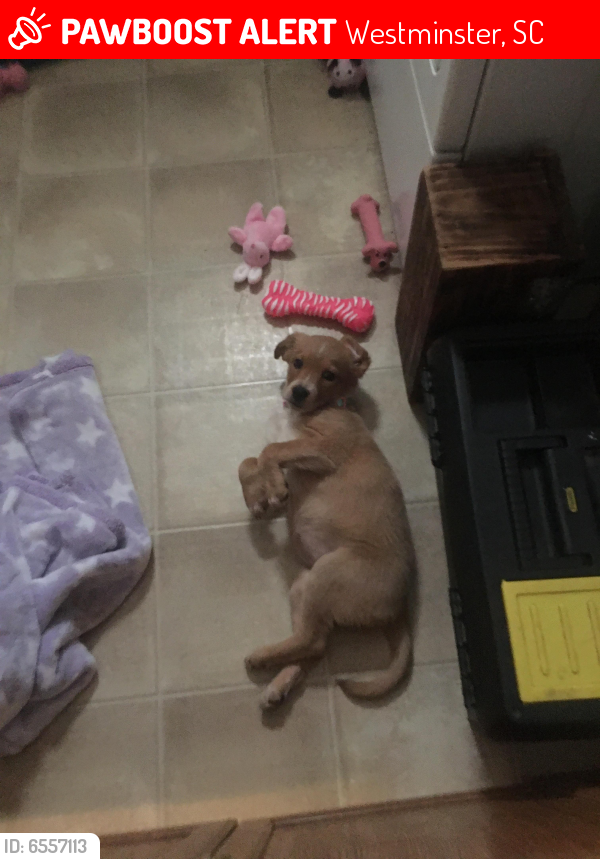 Lost Female Dog last seen Westminster sc, Westminster, SC 29693
