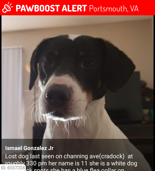 Lost Female Dog last seen Near Channing Avenue portsmouth, Portsmouth, VA 23702