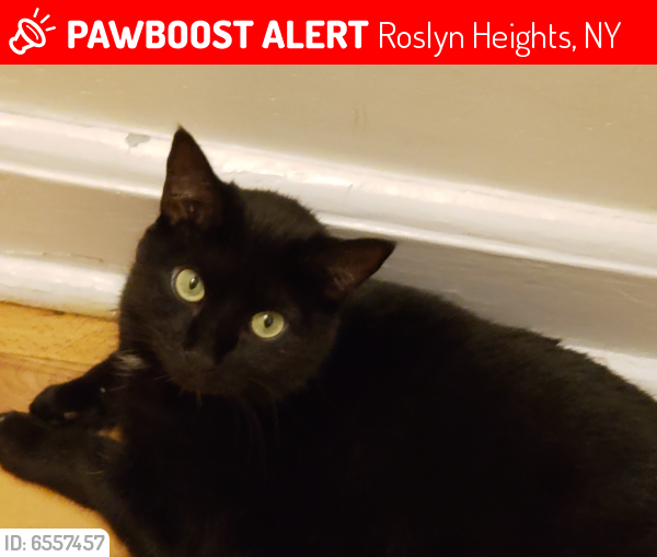 Lost Female Cat last seen Edwards Street Near Co-Op Roslyn Gardens, Roslyn Heights, NY 11577