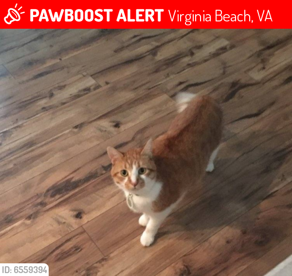 Lost Male Cat last seen Nichols Ridge Road and Willow Croft Road, Virginia Beach, VA 23462