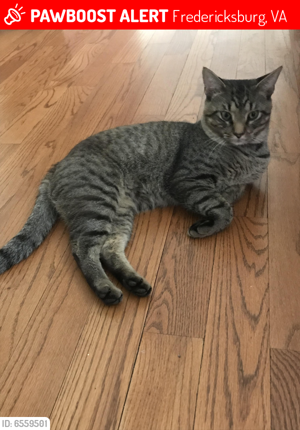 Lost Male Cat last seen Richards Ferry Road, Fredericksburg, VA 22406