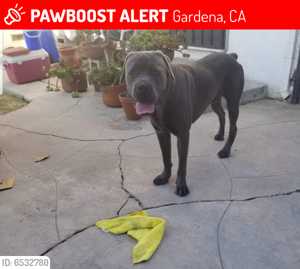 Lost Male Dog last seen Broadway & Rosexrans , Gardena, CA 90247