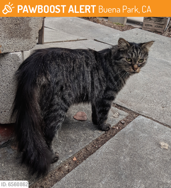 Rehomed Unknown Cat last seen Myra and Barbara Circle, Buena Park, CA 90620