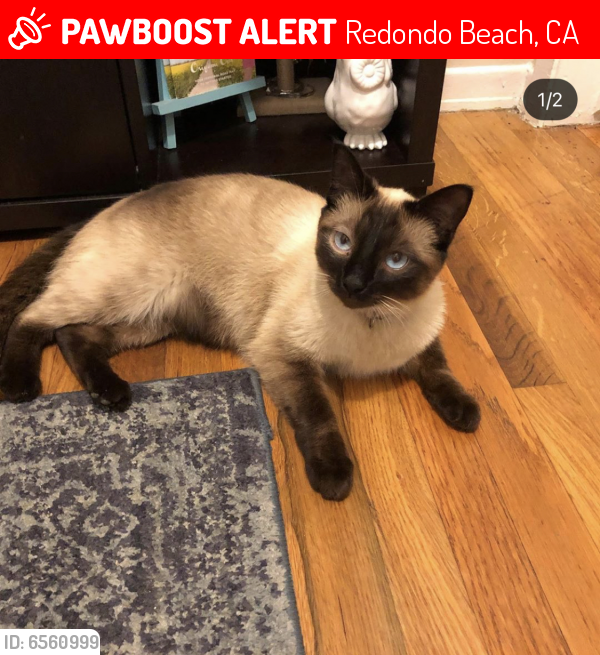 Lost Female Cat last seen Inglewood Ave and W. 190th Redondo Beach , Redondo Beach, CA 90278