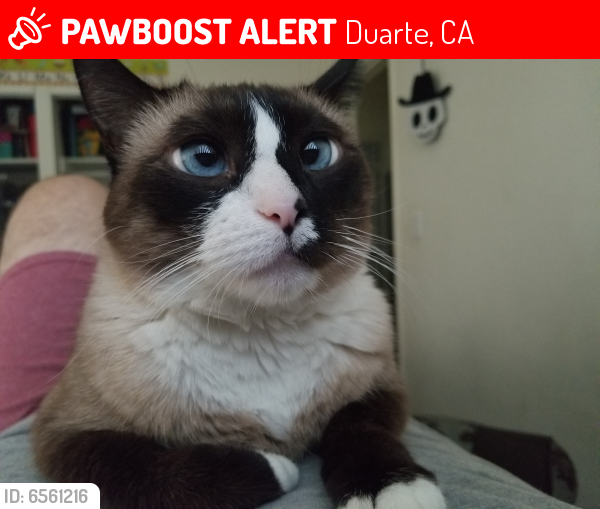 Lost Female Cat last seen Buena Vista and Three Ranch Rd., Duarte, CA 91010