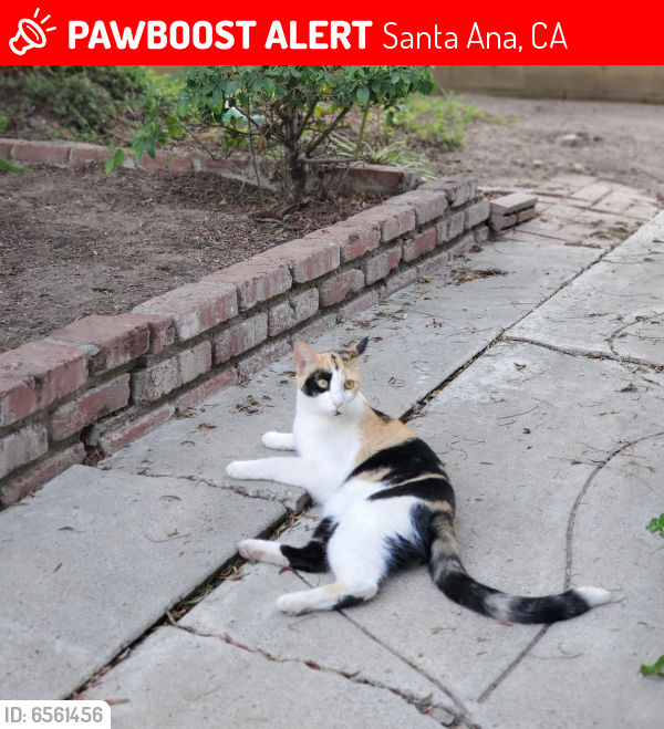 Lost Female Cat last seen Near w bishop santa ana 92703, Santa Ana, CA 92703