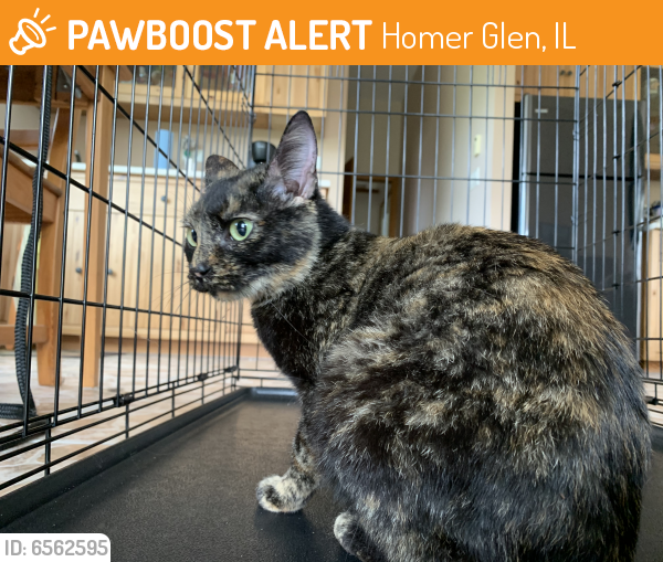 Found/Stray Female Cat last seen Chicago Bloomington/blodgett, Homer Glen, IL 60491