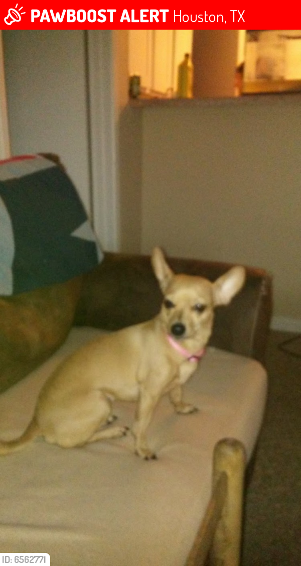 Lost Female Dog last seen Wells Fargo and Cypress Station, Houston, TX 77090