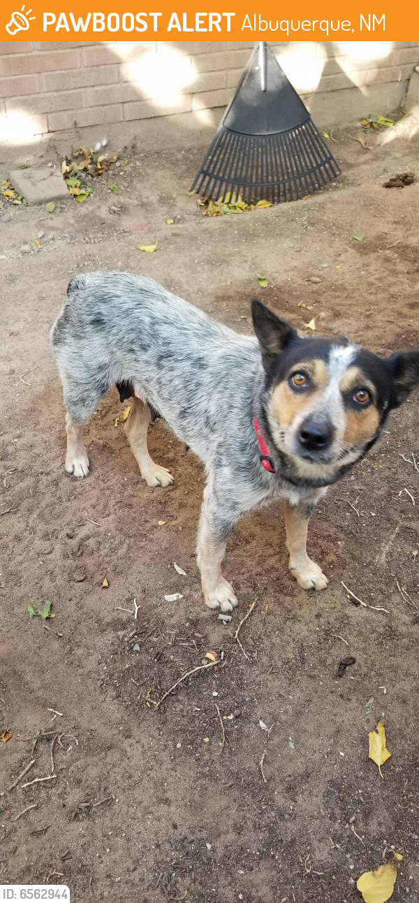 Found/Stray Female Dog in Albuquerque, NM 87108 (ID: 6562944) | PawBoost