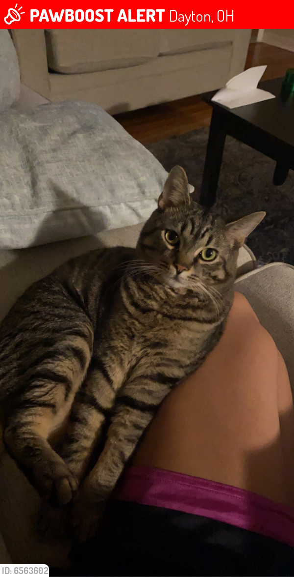 Lost Male Cat last seen Valley pike area, Dayton, OH 45424