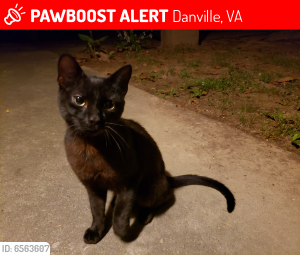 Lost Male Cat last seen We are located right off of Piney Forest Road and near roads leading to Arnett Boulevard. We are near several businesses and restaurants such as Hardee's, Neighborhood Walmart and Big Lots., Danville, VA 24540