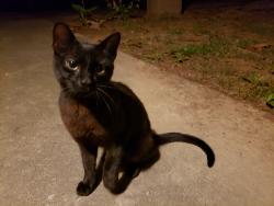 Lost Male Cat last seen We are located right off of Piney Forest Road and near roads leading to Arnett Boulevard. We are near several businesses and restaurants such as Hardee's, Neighborhood Walmart and Big Lots., Danville, VA 24540