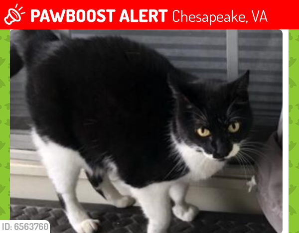 Lost Female Cat last seen Taylor Rd and Pughsville Rd, Chesapeake, VA 23321