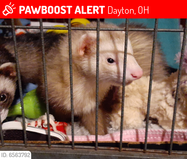 Lost Male Ferret last seen Neva and lodge ave. Dayton ohio 45414, Dayton, OH 45414