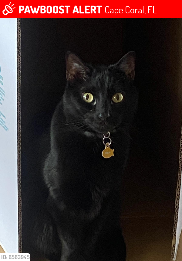 Lost Male Cat last seen 26th Street, Cape Coral, FL 33904