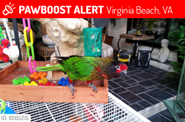 Lost Male Bird last seen Heather Drive & Hoylake Drive Virginia Beach VA 23462, Virginia Beach, VA 23462