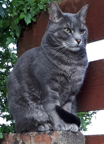 Lost Male Cat last seen Hazel Avenue, Castlehill, Dumbarton, West Dunbartonshire Council, Scotland G82 5BW