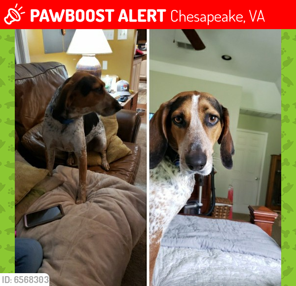 Lost Male Dog last seen Jolliff Middle school , Chesapeake, VA 23321