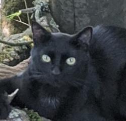 Lost Male Cat last seen Near Wilco Hwy Woodburn, Oregon (Hwy 214 West of Pudding River Bridge), Woodburn, OR 97071
