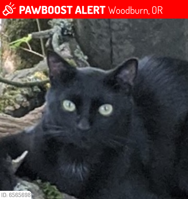 Lost Male Cat last seen Near Wilco Hwy Woodburn, Oregon (Hwy 214 West of Pudding River Bridge), Woodburn, OR 97071