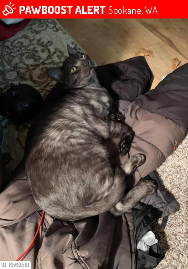 Lost Male Cat in Spokane, WA 99223 Named Gibbs (ID 6569519) PawBoost