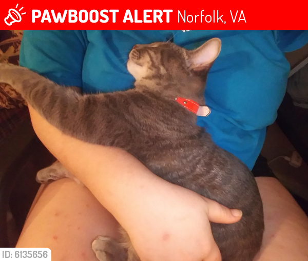 Lost Male Cat last seen Princess anne rd, Norfolk, VA 23502