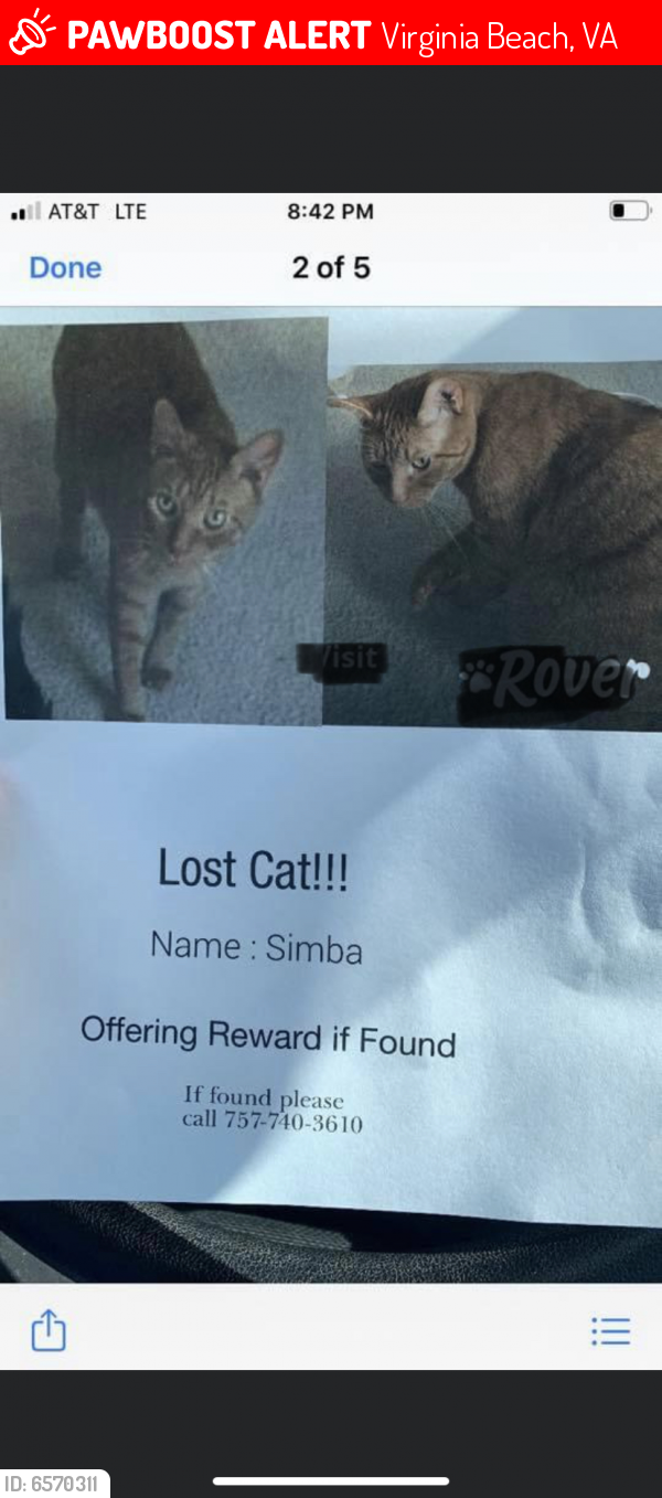 Lost Male Cat last seen Carriage mills neighborhood , Virginia Beach, VA 23464