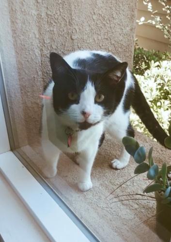 Lost Female Cat last seen Riverpark neighborhood , Oxnard, CA 93036
