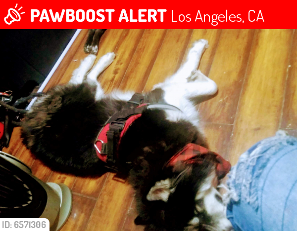 Lost Male Dog last seen Near south la Brea avenue, Los Angeles, CA 90019